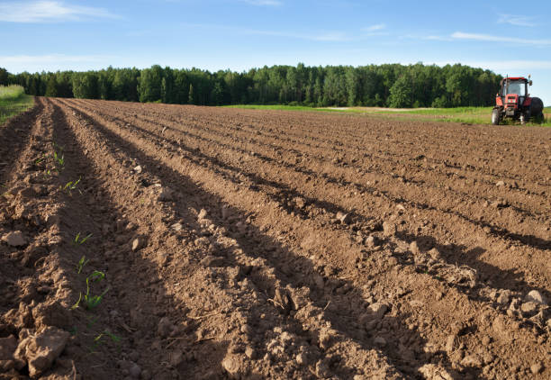 istock Field with a potato furrows. 909001658