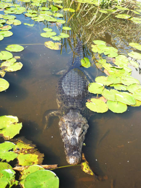 istock Caiman en Esteros del Ibera, Argentina 909001928