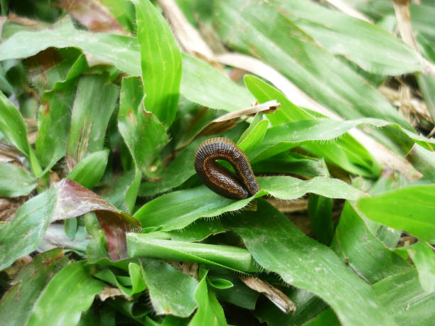 istock Leech in Khao Yai national park, Thailand 909001962