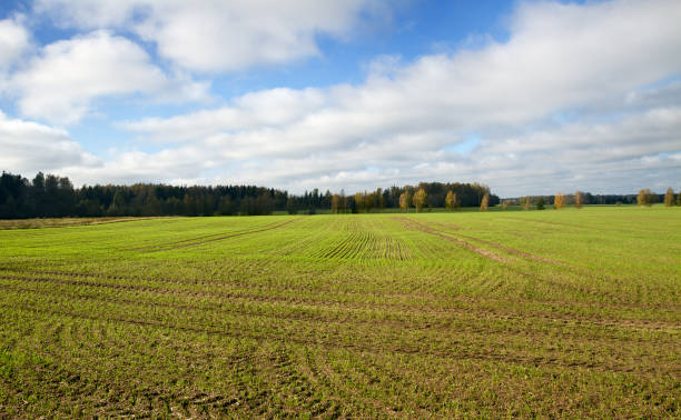 istock Country landscape with field. 909005468
