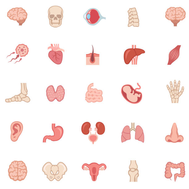 인간의 내부 장기-컬러 아이콘 - anatomy the human body human bone white background stock illustrations