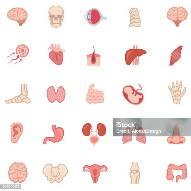 Human Internal Organ Color Icons Stock Illustration - Download Image Now - Icon, Human Internal Organ, Vector