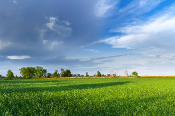 istock green wheat field 909009210