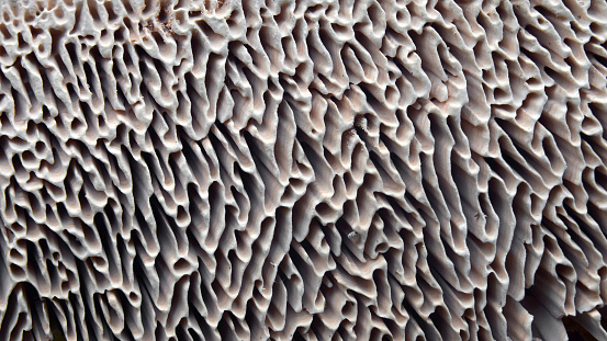 lenzites betulina mushroom, also known as the gilled polypore or birch mazegill\