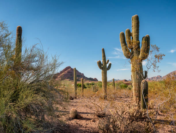 istock Saguaro cactee in a high desert, Arizona 909011262