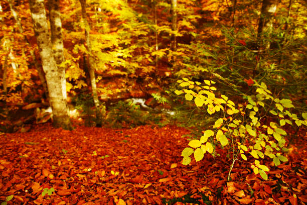 istock Beautiful autumn landscape 909011496