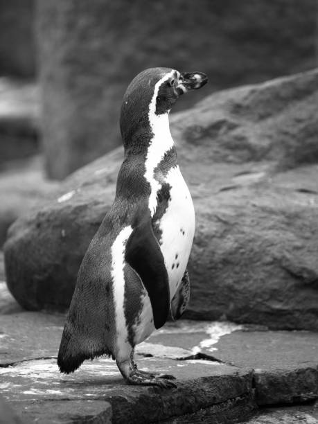 istock The Humboldts Penguin or Peruvian Penguin standing on the ground 909019556