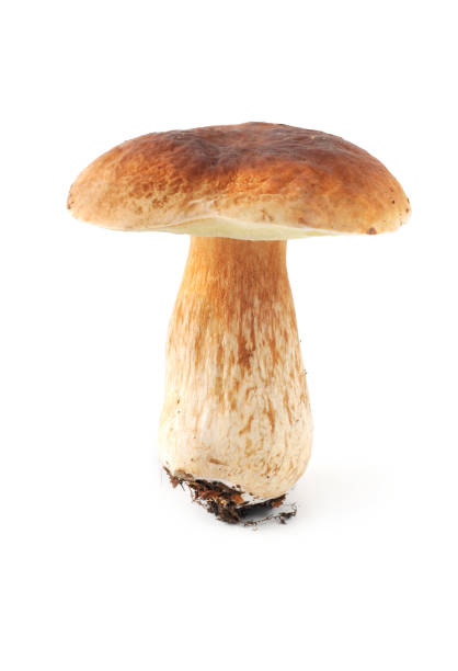 ペニーパン（ヤマドリタケ edulis ) - edible mushroom food fungus isolated ストックフォトと画像