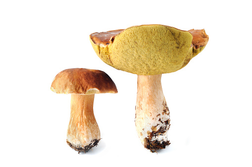 penny bun (Boletus edulis) mushroom isolated