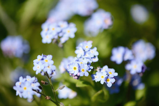 istock macro of forget-me-not flower 909020200