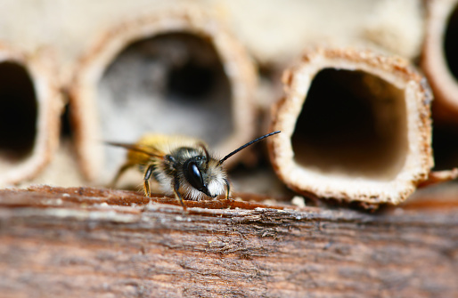 solitary bee sitting out of a hole in insect hotel