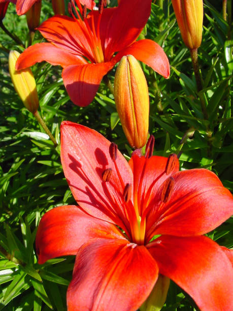 istock beautiful red lily flower 909023486