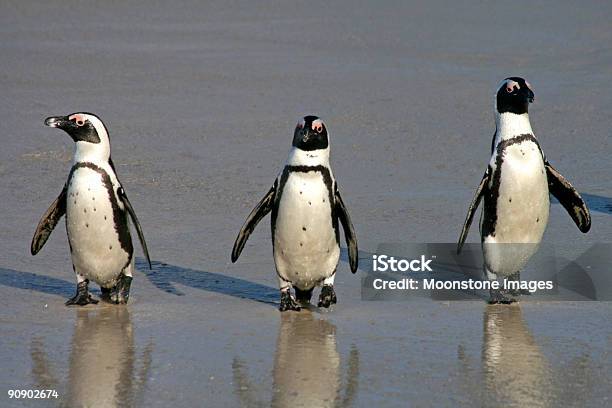 Afrikanische Pinguine Am Boulders Beach In Kapstadt Südafrika Stockfoto und mehr Bilder von Strand Boulder Beach - Westliche Kapprovinz