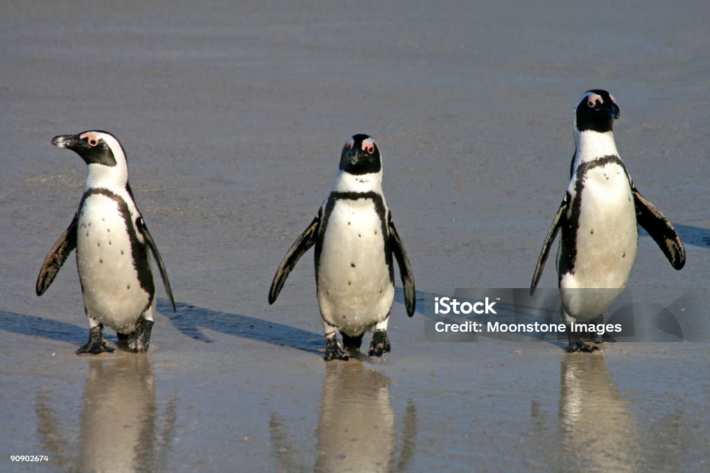 Pinguim africano na Praia Boulder na Cidade do Cabo África do Sul - Royalty-free Praia de Boulder - Província do Cabo Ocidental Foto de stock