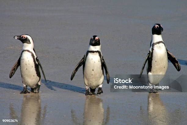 Pinguim Africano Na Praia Boulder Na Cidade Do Cabo África Do Sul - Fotografias de stock e mais imagens de Praia de Boulder - Província do Cabo Ocidental