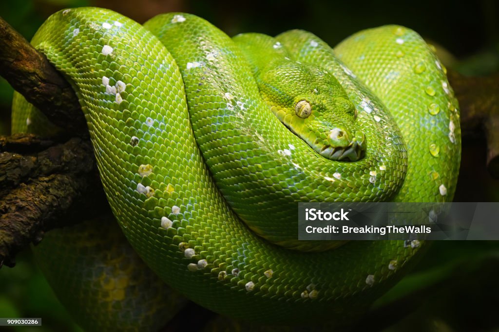 Green Python Portrait Green Tree Python Profile Portrait Close Up Stock Photo - Download Image Now - Green Tree Python ...