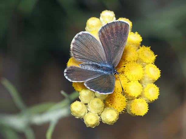 mariposa azul 01 - lepidopteron fotografías e imágenes de stock