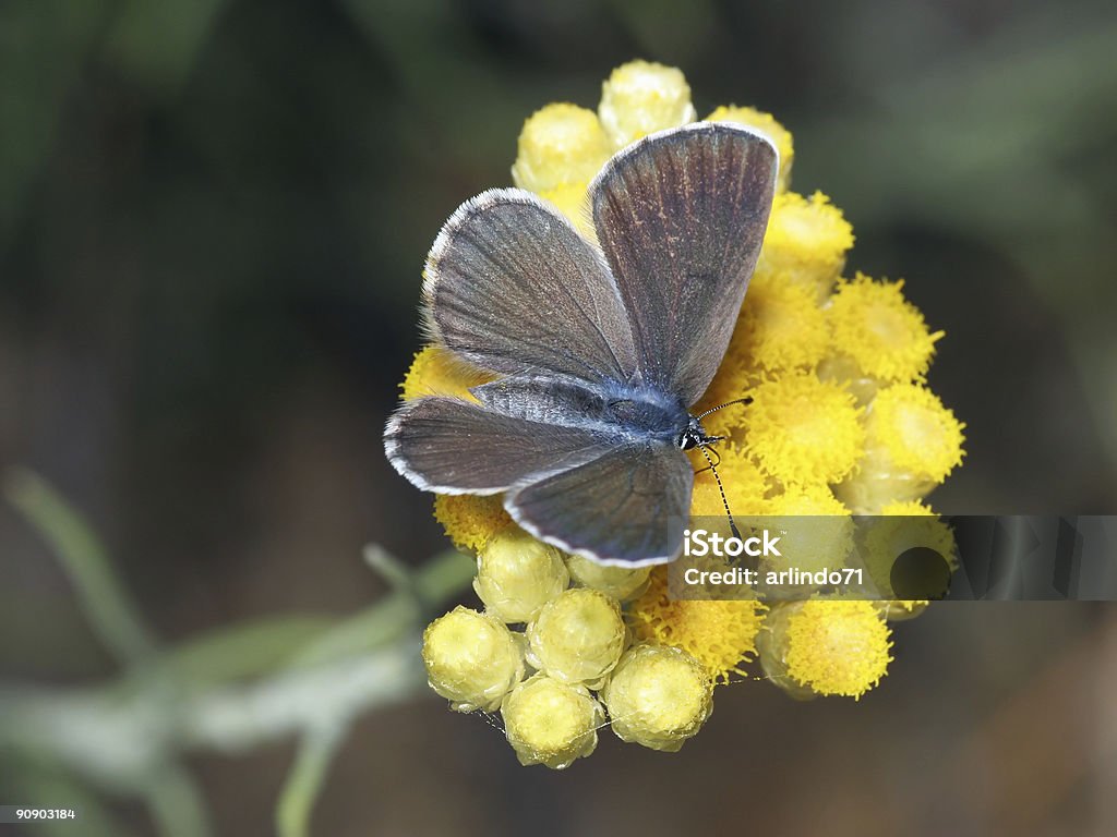 Blue butterfly 01  Animal Stock Photo