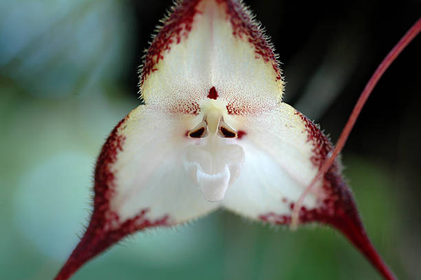 orquídea, dracula cordobae - dracula orchid - fotografias e filmes do acervo