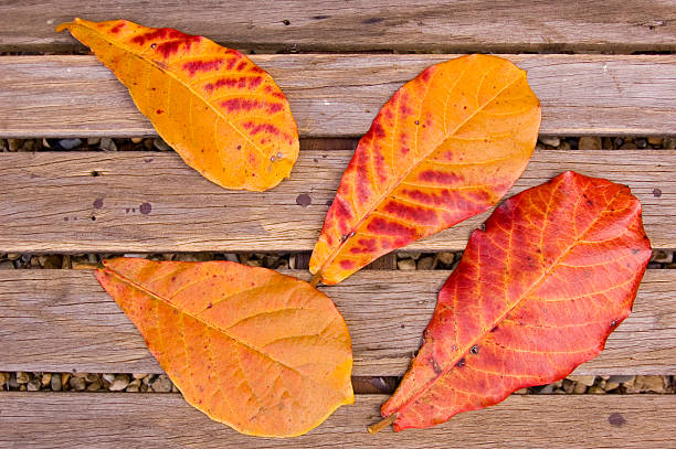 istock Four autumn leaves on a wooden bench 90903326