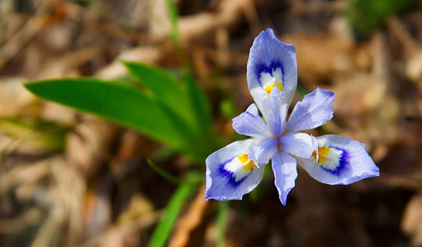 Íris azul - fotografia de stock