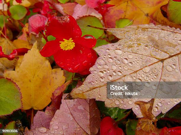 Października Kolory - zdjęcia stockowe i więcej obrazów Begonia - Begonia, Bez ludzi, Bliskie zbliżenie