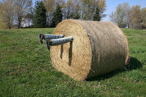 Legs stuck in bale of hay