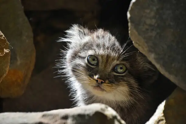 Close up portrait of one cute Manul kitten (The Pallas's cat or Otocolobus manul) hiding in rocks and looking at camera alerted, low angle view
