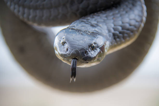 istock Amazing image of a Tasmanian tiger snake 909037656