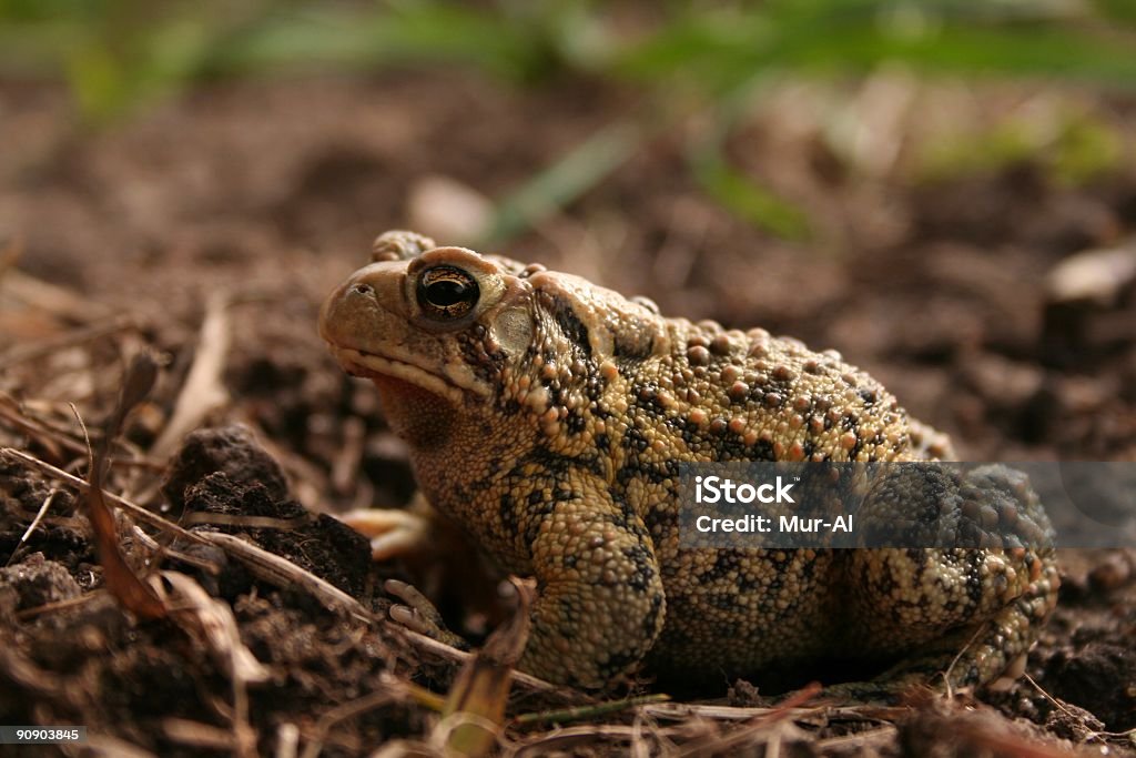 Crapaud Spadefoot - Photo de Amphibien libre de droits