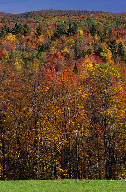 istock Fall foliage in the Green Mountains, Vermont 90903857