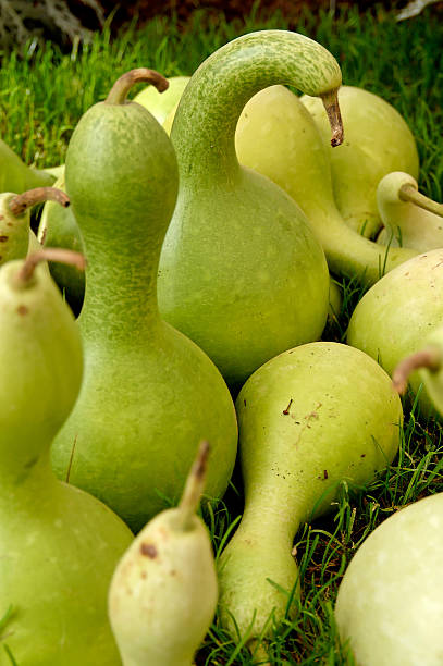 verde pumpkins - crooked neck squash fotografías e imágenes de stock