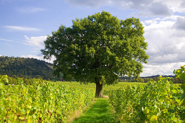 Lone Tree in vineyard - Landscape stock photo