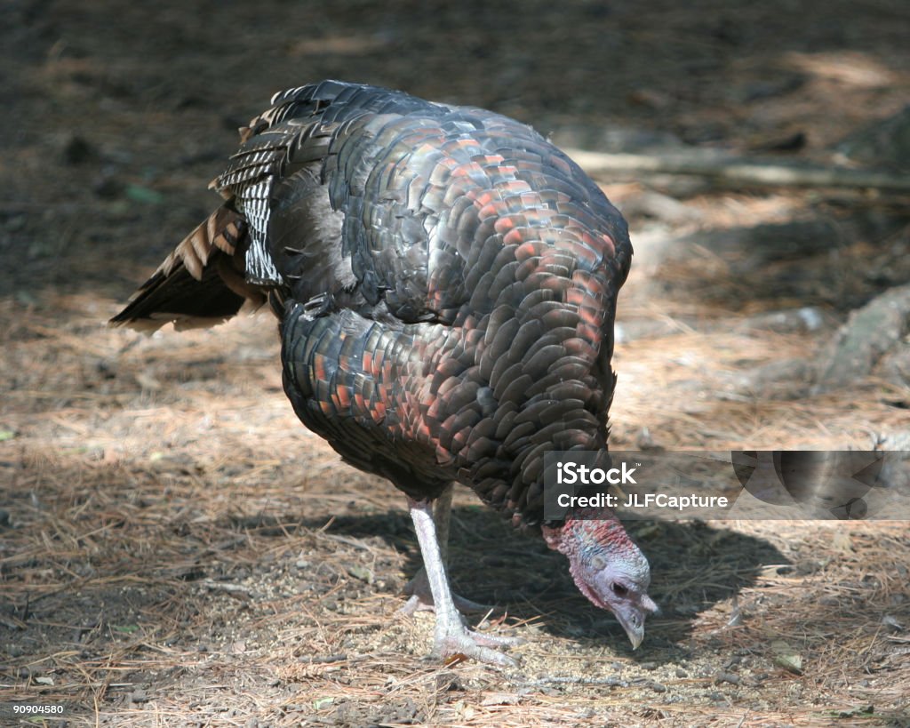 Turquía - Foto de stock de Animal libre de derechos