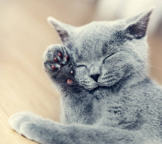 istock Young cute cat washing his fur. 909045964