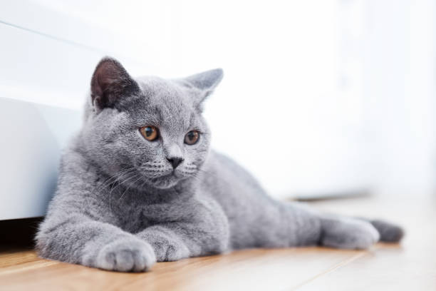 istock Young cute cat resting on wooden floor. 909045976