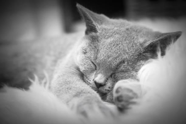 istock Young cute cat resting on white fur 909045998