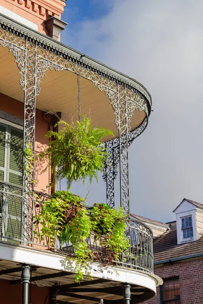 Photo of Fern on the balcony