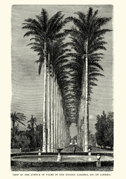Vintage engraving of a Avenue of Plams, Botanic Gardens, Rio De Janeiro, Brazil 19th Century