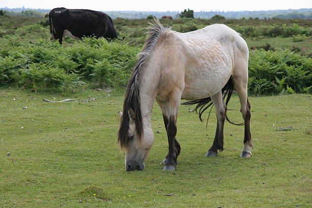 New Forest Pônei - fotografia de stock