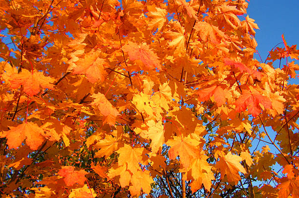 Maple leaves stock photo