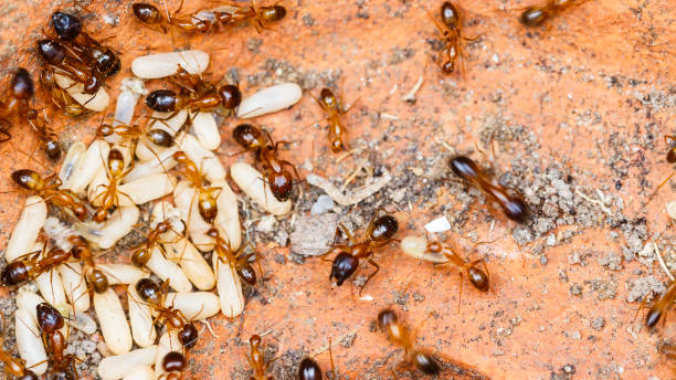 istock Red imported fire ants (Solenopsis invicta) or simply RIFA take care their eggs 909049718