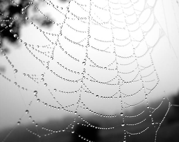 Cobweb - fotografia de stock