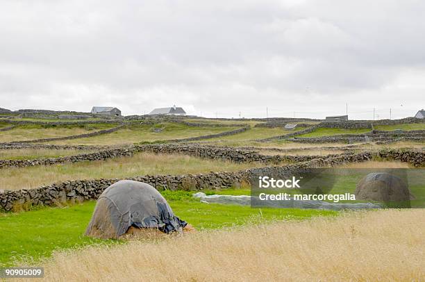 Photo libre de droit de Îles Daran Paysage Agraire En Irlande banque d'images et plus d'images libres de droit de Îles d'Aran - Îles d'Aran, Agriculture, Caillou