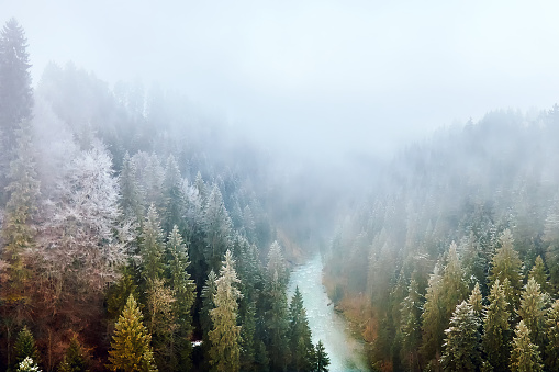 Bavarian wilderness covered in fog