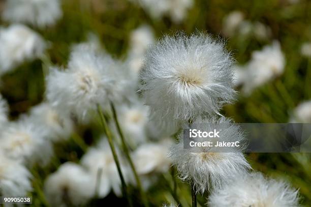 Eriophorum Latifolium 가발에 대한 스톡 사진 및 기타 이미지 - 가발, 가벼운, 꽃-꽃의 구조