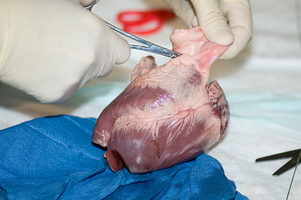 dissezione di maiale cuore - human artery animal artery human vein healthcare and medicine foto e immagini stock