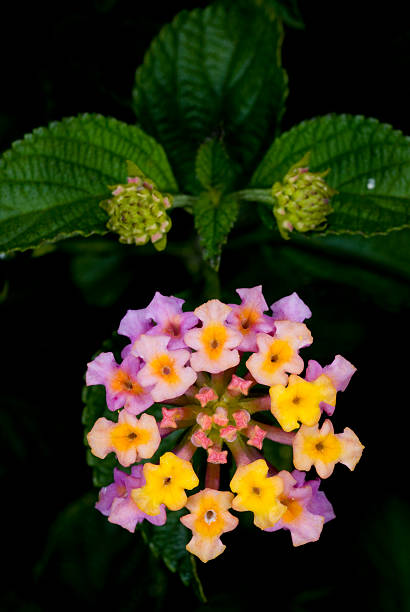 flower 34 stock photo