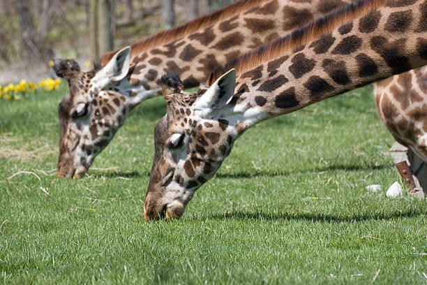 Girafes à manger - Photo