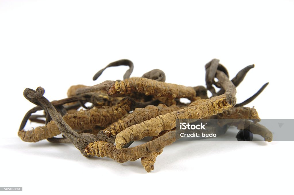 Isolated picture of a cluster of cordyceps fungi Cordyceps (a genus of ascomycete fungi) in isolated white background Ophiocordyceps Sinensis Stock Photo